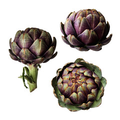 Artichokes set fresh violet vegetable plants cutout close-up, raw food organic diet concept,...
