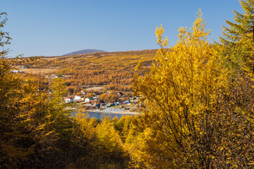 Autumn rural landscape. View of bushes and trees with yellow crowns. In the distance on the seashore on the hill of the house. Autumn season. Shallow depth of field and blurry background.