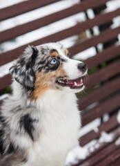 Blue marble with blue eyes dog miniature american shepherd