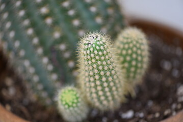 Fototapeta premium cactus close up