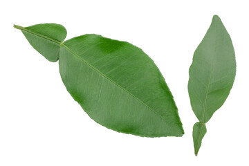 Obraz premium Green leaves of pomelo isolated on white background