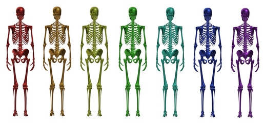 skeleton body