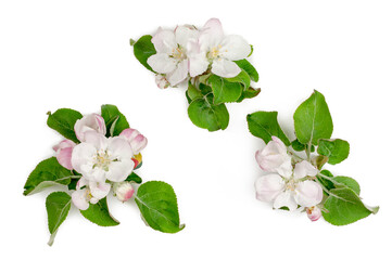 Apple flowers isolated on a white background, top view