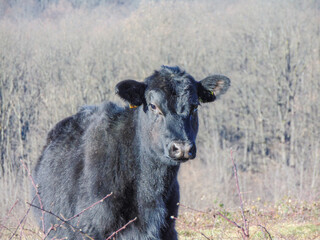 Black Angus calf in the field