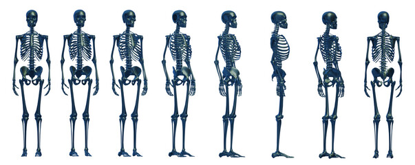 skeleton body