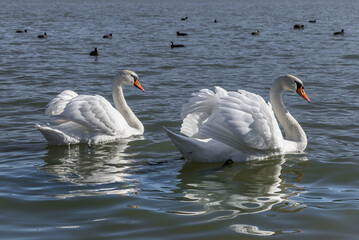 Obraz premium Swan family on the water. Two graceful swans float on the lake.