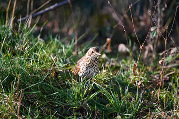 Thrush bird in the grass