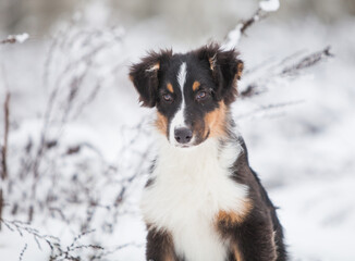Fototapeta premium Little Australian Shepherd puppies playing in the snow