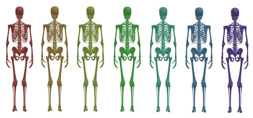 skeleton body