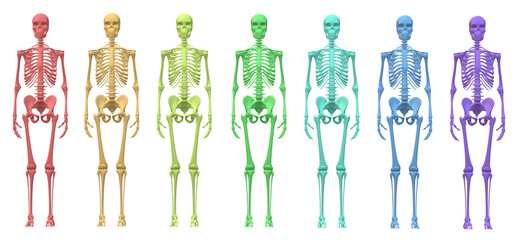 skeleton body