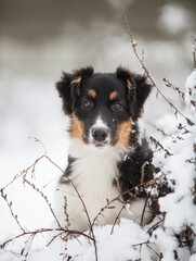 Little Australian Shepherd puppies playing in the snow