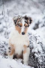 Fototapeta premium Little Australian Shepherd puppies playing in the snow