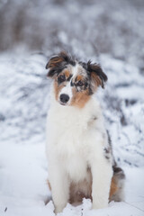 Little Australian Shepherd puppies playing in the snow