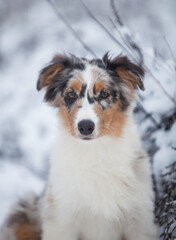 Little Australian Shepherd puppies playing in the snow