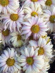 white flowers in garden. flower show.