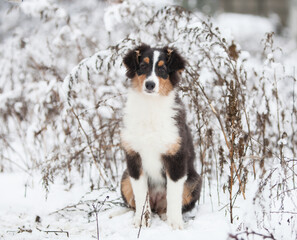 Little Australian Shepherd puppies playing in the snow
