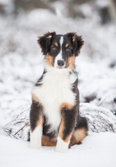 Little Australian Shepherd puppies playing in the snow