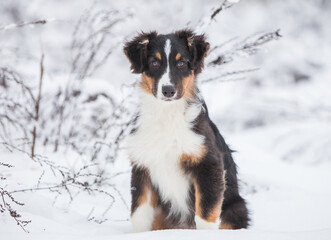 Little Australian Shepherd puppies playing in the snow