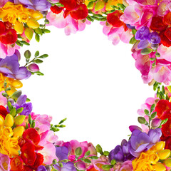 Fresh freesia flowers