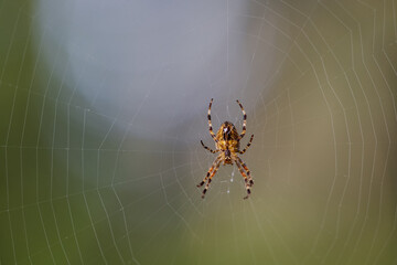 2022-12-24 A TWO TONED SPIDER IN A WEB HANDING IN THE AIR ON MERCER ISLAND WASHINGTON WITH A CREAMY BACKGROUND