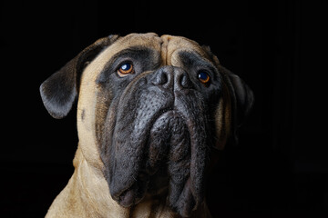 022-12-27 CLOSE UP OF A BULLMASTIFF SLIGHTLY LOOKING UP WITH NICE EYES AND A BLURRY BACKGROUND