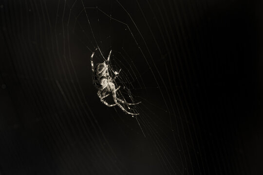 2022-12-27 A SIDE VIEW OF A SPIDER HANGING ON A WEB IN BLACK AND WHITE WITH A BLACK BACKGROUND