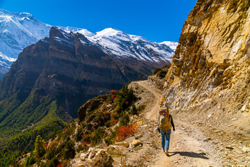 Female trekker walking along a footpath with a large mountain range with snowy peaks in the distance on the Annapurna Circuit trek