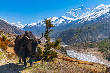 Yak standing along the Annapurna Circuit trek footpath with picturesque himalyan mountains on a sunny day in the fall