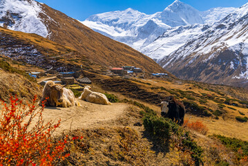 Yaks relaxing on the Annapurna Circuit Trek path with picturesque snowy mountains and small village in the distance