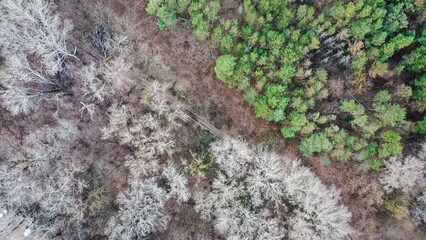 the colors of the forest