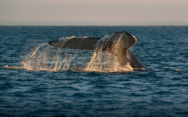 Fototapeta premium humpback whale