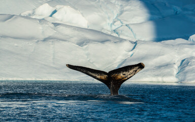 Fototapeta premium humpback whale