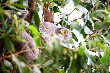 Koala im Eukalyptusbaum