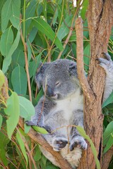 Koala im Eukalyptusbaum
