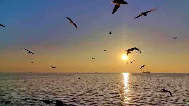 Beautiful Sunset Over the Sea with Flying Birds Footage.