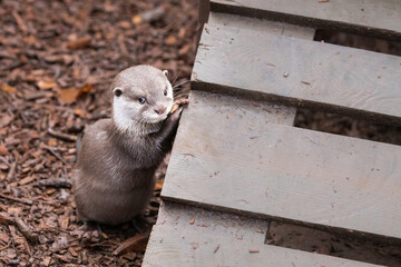 Asian short clawed otter (Aonyx cinereus) looking up