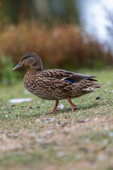 duck walking in a field