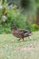 duck walking in a field