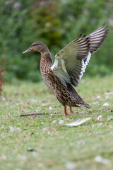 duck in the wild spreading wings in a field