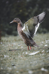 duck in the wild spreading wings in a field