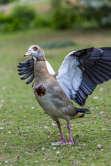 Goose wild spreading wings in a field