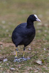 Moorhen white beak in a field of grass