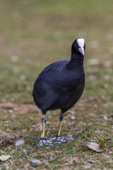 Moorhen white beak in a field of grass