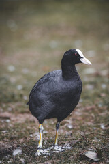 Moorhen white beak in a field of grass