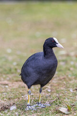 Moorhen white beak in a field of grass