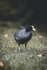 Moorhen white beak in a flied of grass