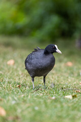 Moorhen in a field of grass