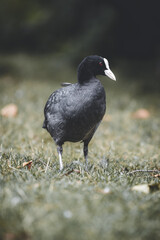 moorhen in a field grass