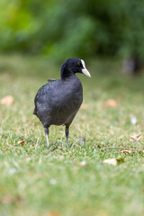 moorhen in a field grass