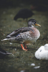 duck on the grass field